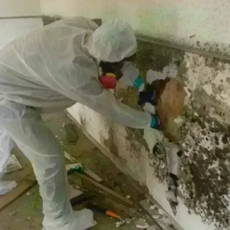 Mold Remediation and Removal in Morgandale, OH